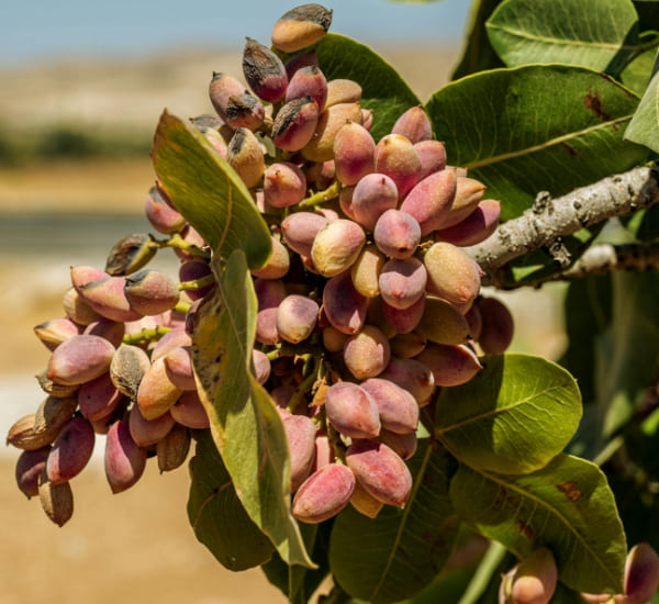 Agricultural products